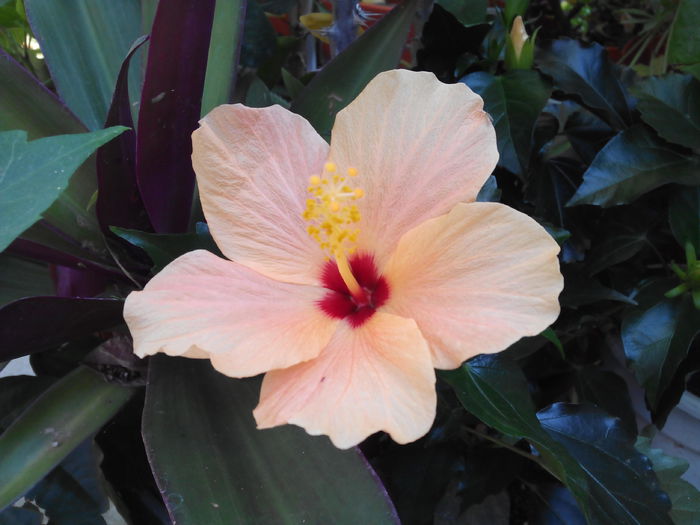 IMG_20140913_150327; Hibiscus.3
