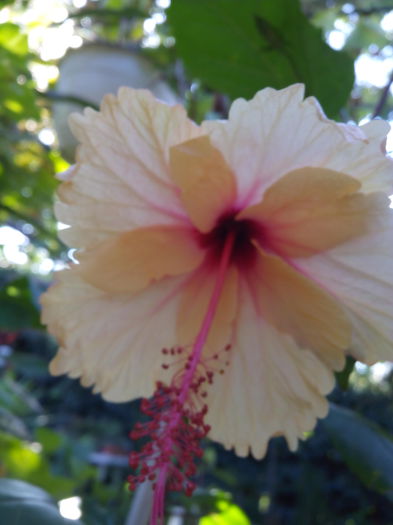 IMG_20140909_094602; Hibiscus 4
