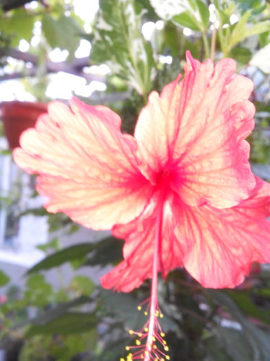 IMG_20140810_194457; Hibiscus fluturas
