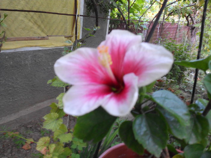IMG_20140725_194802; Hibiscus 5
