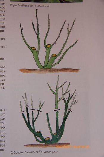 teahibrizi; La plantare se scurteaza ramurile la 2-4 muguri. In anii urmatori se aplica taieri combinate: ramurile groase se scurteaza la 4-6 muguri, cele mai subtiri la 2-4 muguri. Dupa 3-4 ani se indeparteaza c
