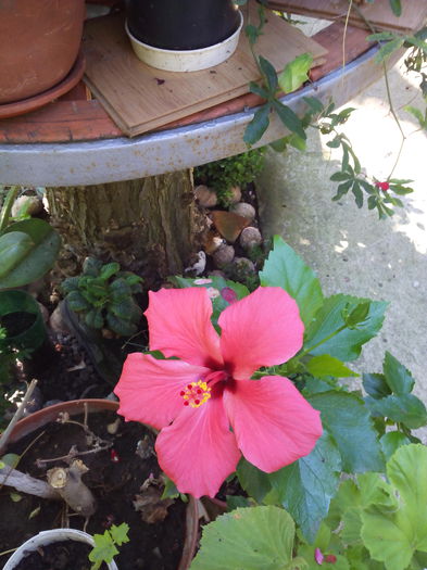 IMG_20140713_102937; Hibiscus 2
