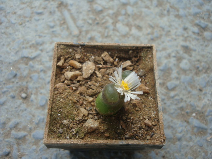 Conophytum caroli Lavis 1933. (2)