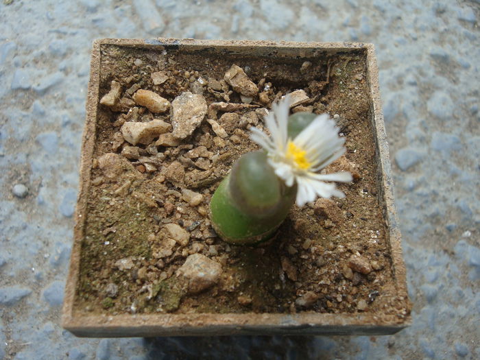 Conophytum caroli Lavis 1933. (4)