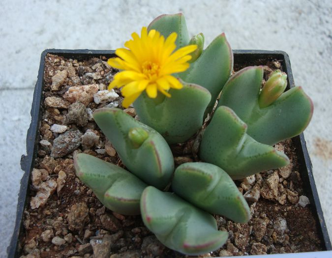 Conophytum elishae (N.E.Br.) N.E.Br.1922. (2) - Genul Conophytum