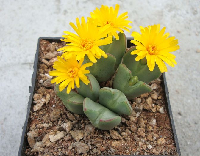 Conophytum elishae (N.E.Br.) N.E.Br.1922. (3)