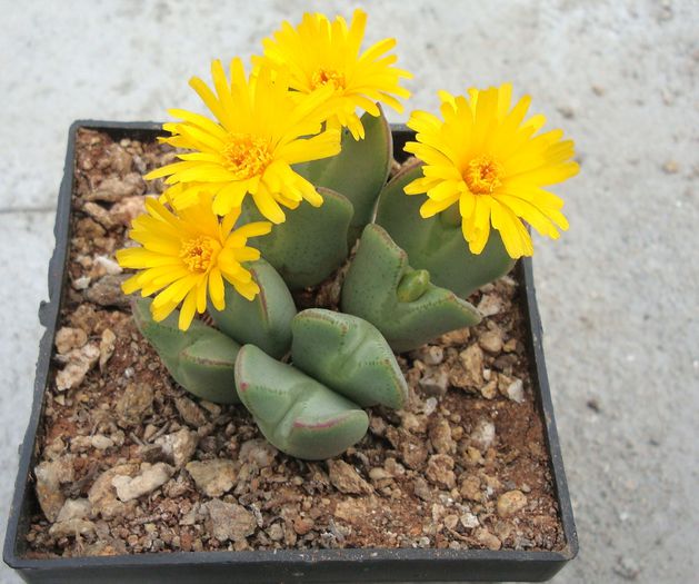 Conophytum elishae (N.E.Br.) N.E.Br.1922. (5) - Genul Conophytum