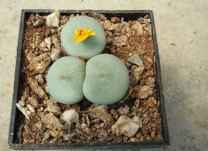 Conophytum flavum N.E.Br. 1927. (1) - Genul Conophytum