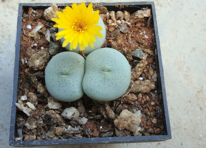 Conophytum flavum N.E.Br. 1927. (2) - Genul Conophytum