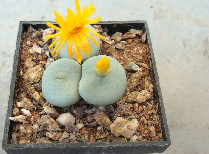 Conophytum flavum N.E.Br. 1927. (3) - Genul Conophytum