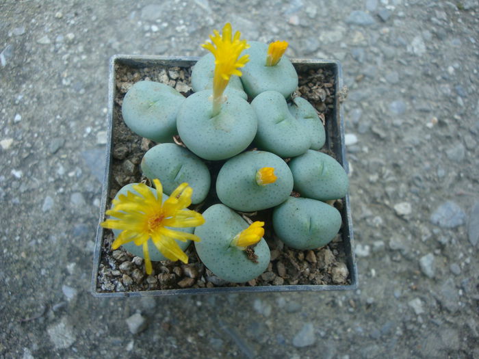 Conophytum flavum N.E.Br. 1927. (4) - Genul Conophytum