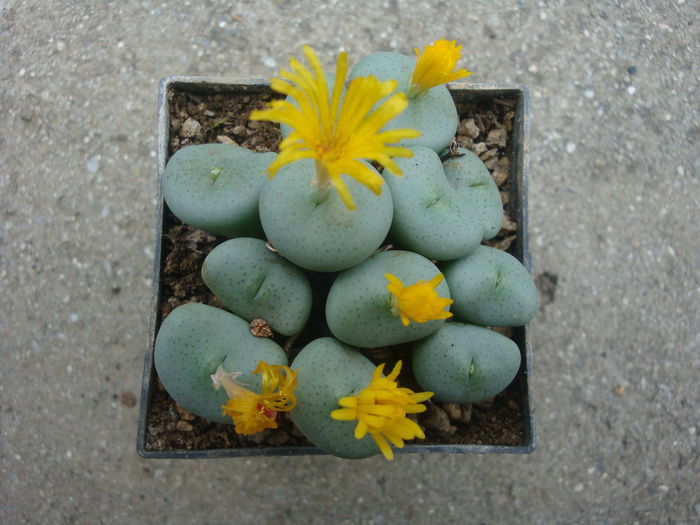 Conophytum flavum N.E.Br. 1927. (5)