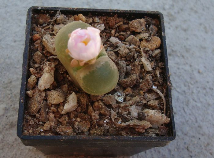 Conophytum friedrichiae (Dinter) Schwantes 1927. (1)