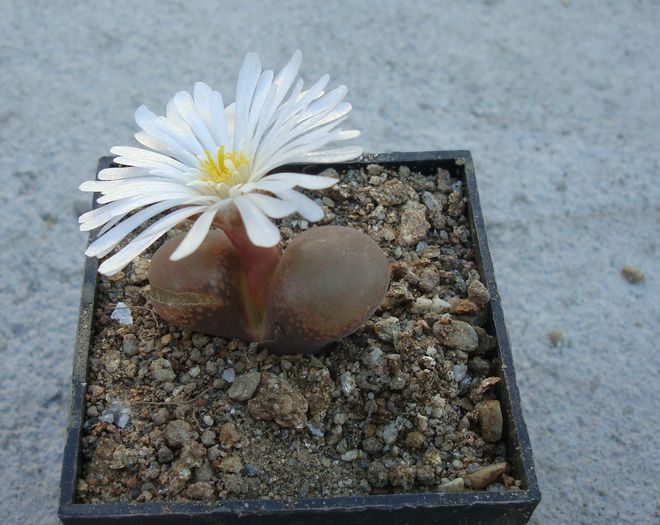 Conophytum friedrichiae (Dinter) Schwantes 1927. (2)