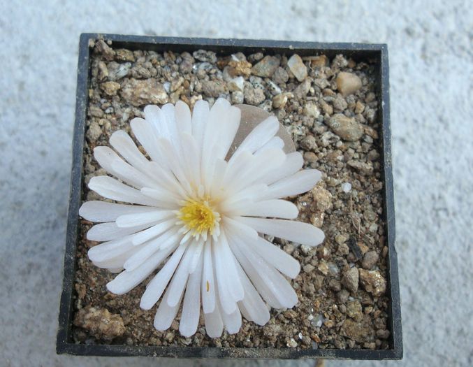 Conophytum friedrichiae (Dinter) Schwantes 1927. (4) - Genul Conophytum