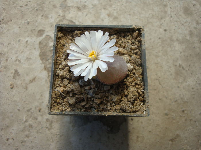 Conophytum friedrichiae (Dinter) Schwantes 1927. (5)