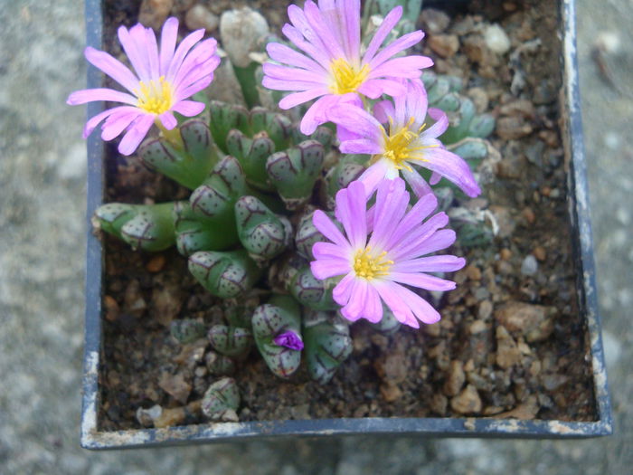 Conophytum klinghardtense subsp. baradii (Rawe) S.A.Hammer 1993. (2)