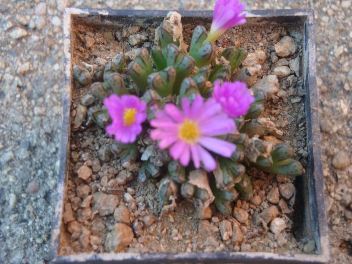 Conophytum klinghardtense subsp. baradii (Rawe) S.A.Hammer 1993. (4)