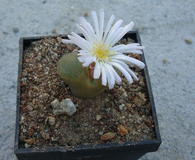 Conophytum limpidum S.A.Hammer 1993. (2) - Genul Conophytum
