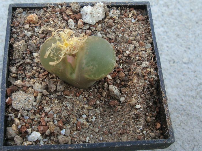 Conophytum limpidum S.A.Hammer 1993. (3) - Genul Conophytum