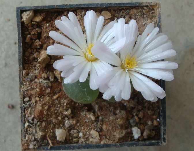 Conophytum limpidum S.A.Hammer 1993. (4) - Genul Conophytum
