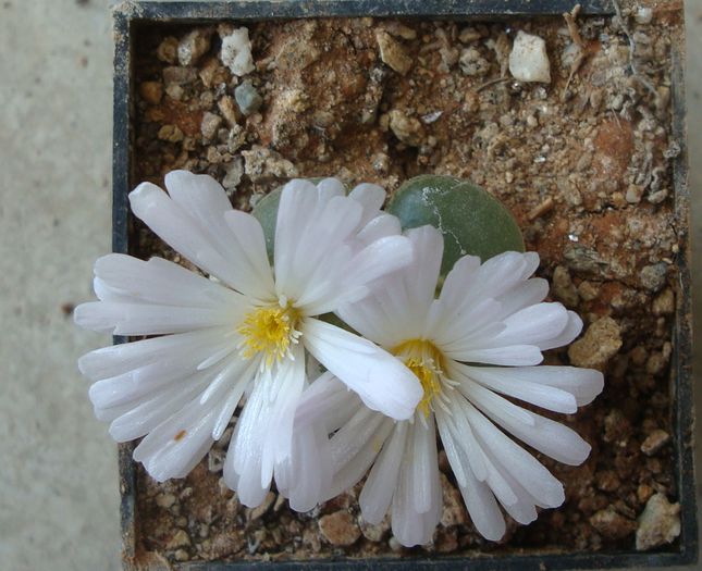 Conophytum limpidum S.A.Hammer 1993. (5) - Genul Conophytum