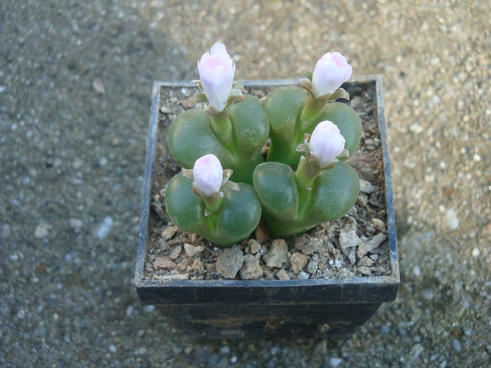 Conophytum limpidum S.A.Hammer 1993. (6)