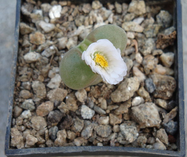 Conophytum longum  N.E.Br.1930. - Genul Conophytum