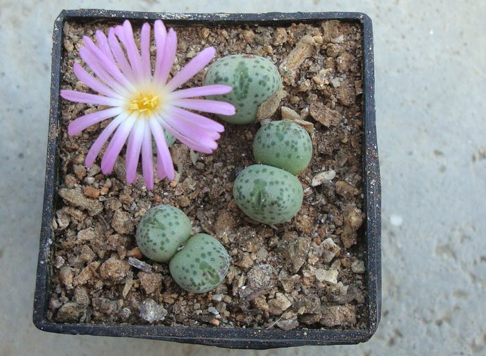 Conophytum minutum (Haw.) N.E.Br.1922 (3)