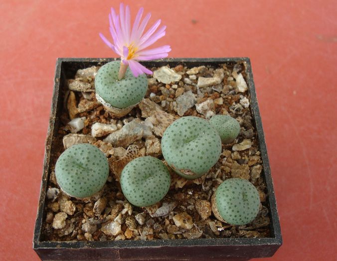 Conophytum minutum (Haw.) N.E.Br.1922 (5)