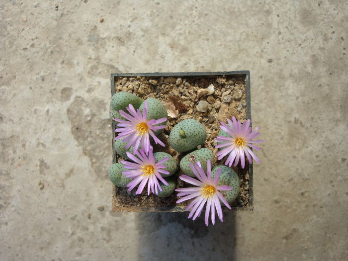 Conophytum minutum (Haw.) N.E.Br.1922 (6)