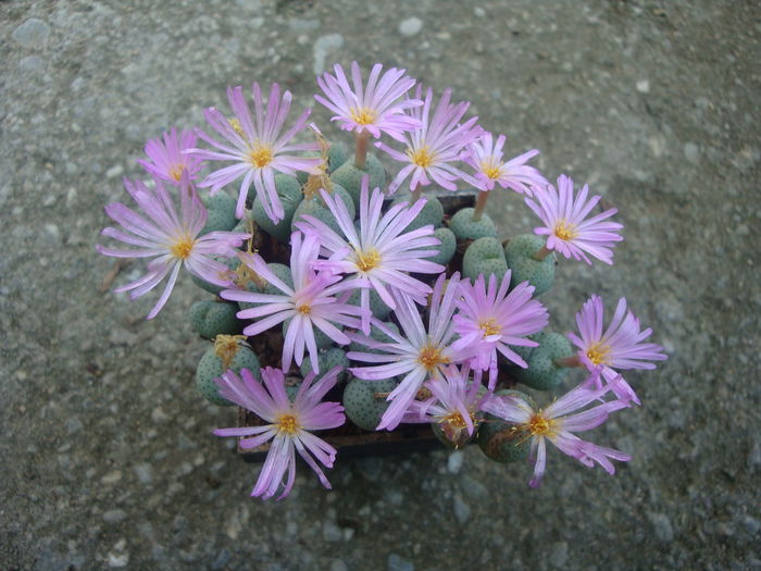 Conophytum minutum (Haw.) N.E.Br.1922 (7)