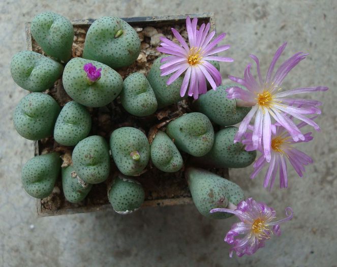 Conophytum minutum (Haw.) N.E.Br.1922