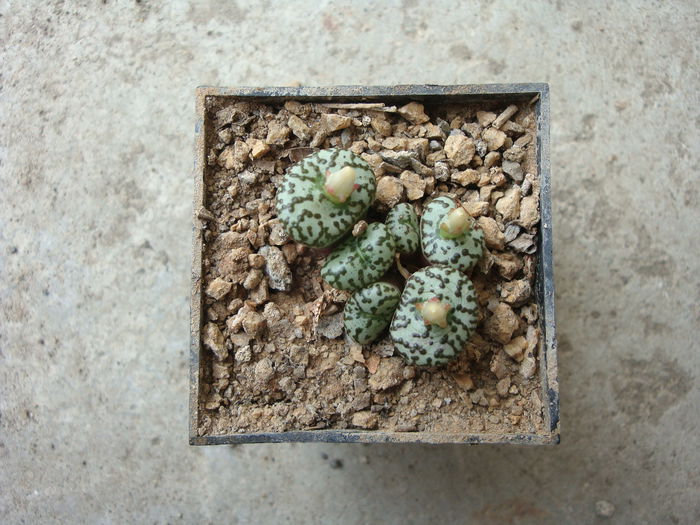 Conophytum obcordellum (Haw.) N.E.Br.1922. (1)