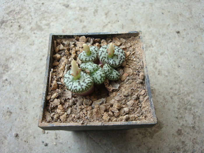 Conophytum obcordellum (Haw.) N.E.Br.1922. (2)