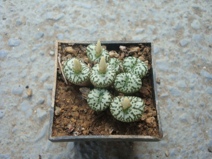 Conophytum obcordellum (Haw.) N.E.Br.1922. (4)