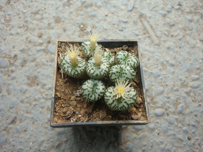 Conophytum obcordellum (Haw.) N.E.Br.1922. (6)