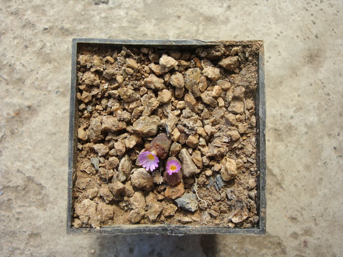 Conophytum pellucidum Schwantes 1927. (2)