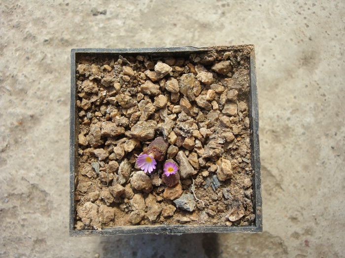 Conophytum pellucidum Schwantes 1927.