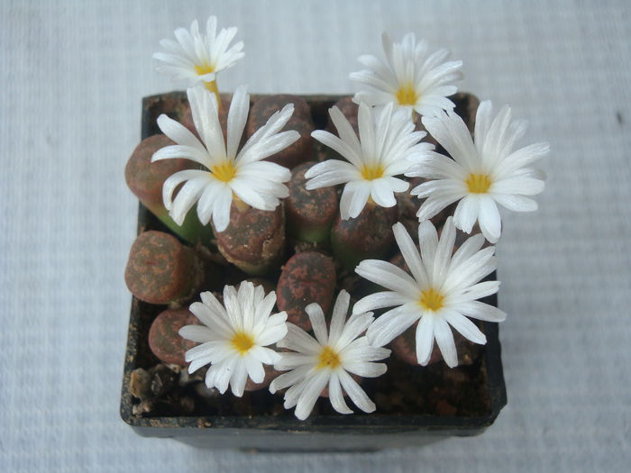 Conophytum pellucidum ssp. cupreatum (Tischer) SAHammer 1993. (2)