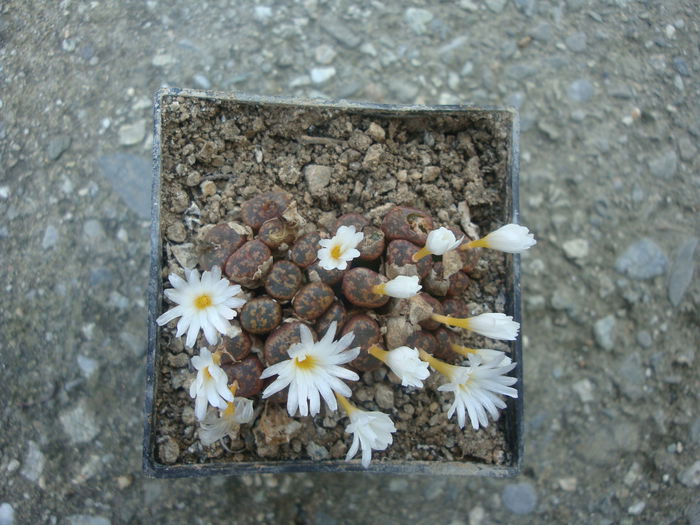 Conophytum pellucidum ssp. cupreatum (Tischer) SAHammer 1993. (3)