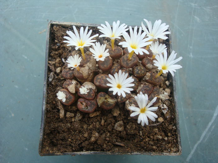 Conophytum pellucidum ssp. cupreatum (Tischer) SAHammer 1993. (4) - Genul Conophytum