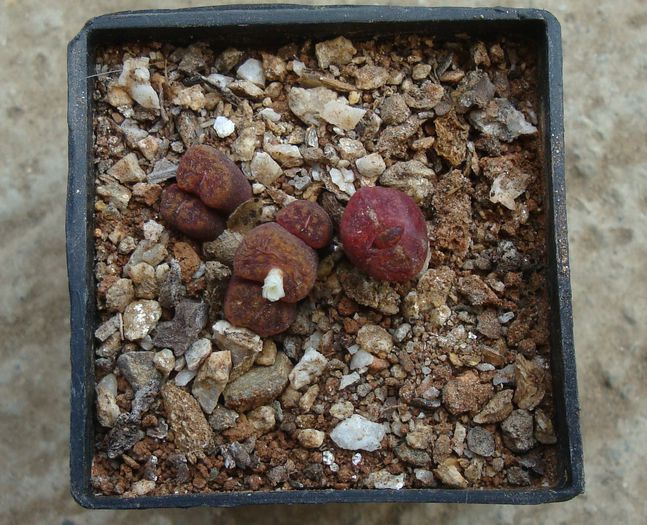 Conophytum pellucidum ssp. cupreatum (Tischer) SAHammer 1993. (5)