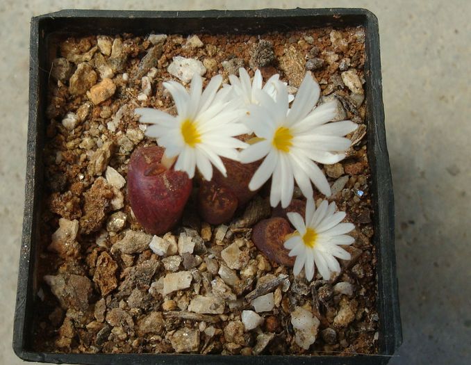 Conophytum pellucidum ssp. cupreatum (Tischer) SAHammer 1993. (6)