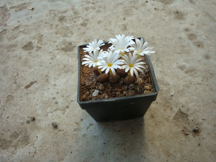 Conophytum pellucidum ssp. cupreatum (Tischer) SAHammer 1993. (7)
