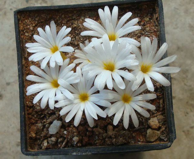Conophytum pellucidum subsp. cupreatum (Tischer) S.A.Hammer 1993