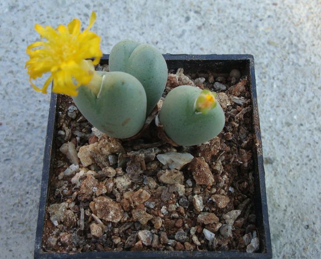 Conophytum piriforme L. Bolus 1936 (0)