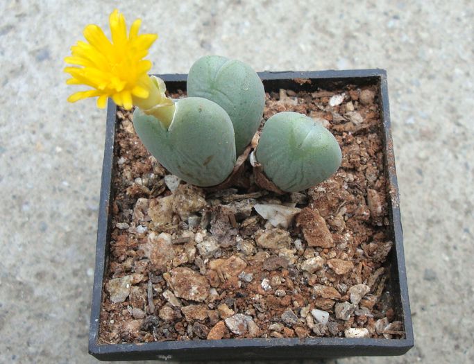 Conophytum piriforme L. Bolus 1936 (1)