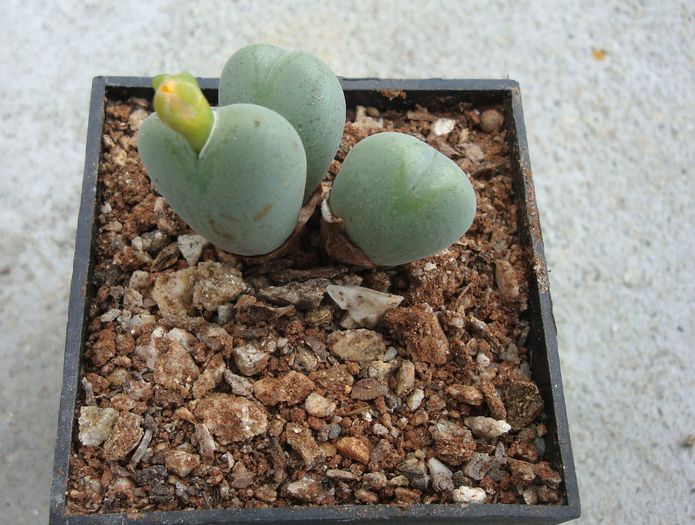 Conophytum piriforme L. Bolus 1936 (3)