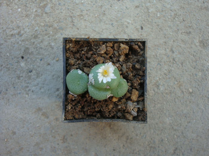 Conophytum ricardianum Losch & Tischler 1932. (2)